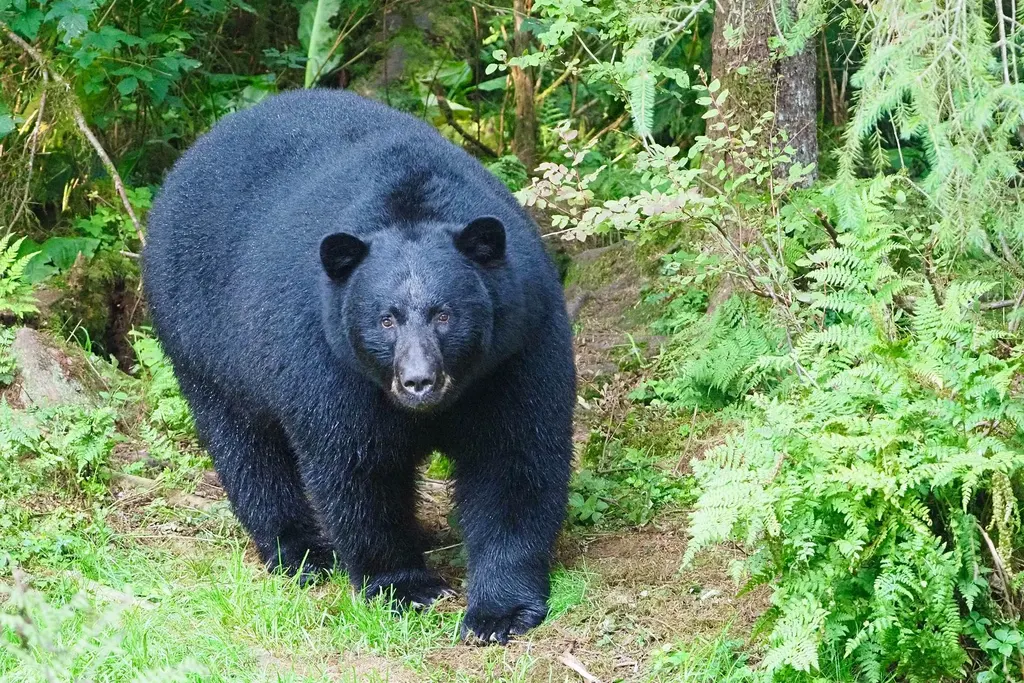 Black bear walking out of ferns and forest undergrowth toward the camera